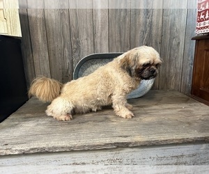 Father of the Shih Tzu puppies born on 11/14/2024