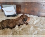 Small #5 Miniature Bernedoodle