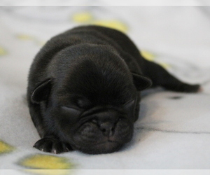 Pug Puppy for sale in Abilene, KS, USA