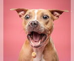 Small #1 American Pit Bull Terrier-Labrador Retriever Mix