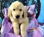 Small Photo #10 Golden Retriever Puppy For Sale in SACRAMENTO, CA, USA