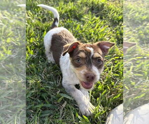 Border Terrier-Jack Russell Terrier Mix Dogs for adoption in Princeton, MN, USA