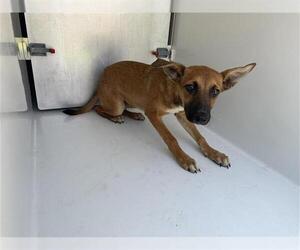 Mutt Dogs for adoption in Houston, TX, USA