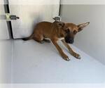 Small Mutt