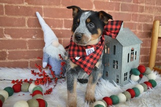 Australian Cattle Dog Puppy for sale in HONEY BROOK, PA, USA