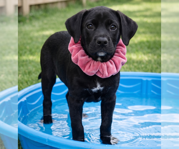 Medium Photo #7 Labrador Retriever-Unknown Mix Puppy For Sale in Grovertown, IN, USA