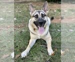 Small #1 German Shepherd Dog