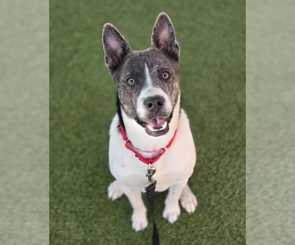 Medium Photo #1 Mutt Puppy For Sale in Las Vegas, NV, USA