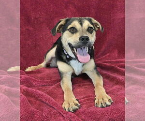 Puggle Dogs for adoption in Brewster, NY, USA