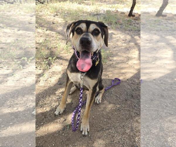 Medium Photo #1 Mutt Puppy For Sale in Tucson, AZ, USA