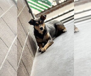 Chihuahua-Unknown Mix Dogs for adoption in Las Vegas, NM, USA