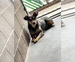Small Chihuahua Mix