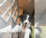 Small Photo #20 Border Collie Puppy For Sale in BRISTOW, OK, USA