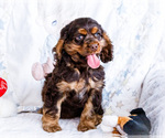 Small #3 Cocker Spaniel