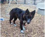 Small #2 Mutt