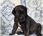 Small #2 Cane Corso