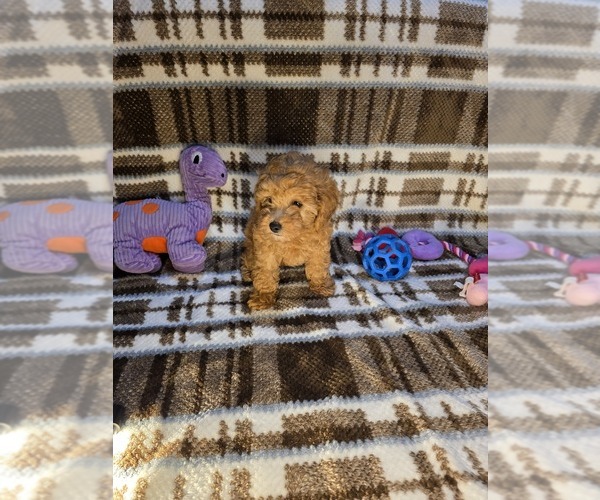 Medium Photo #2 Poodle (Toy) Puppy For Sale in DENVER, CO, USA