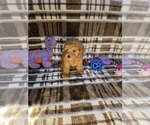 Small #1 Poodle (Toy)