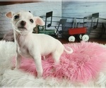 Small #1 Chihuahua