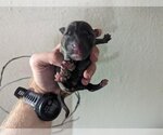 Small Photo #1 American Pit Bull Terrier-Unknown Mix Puppy For Sale in Houston, TX, USA