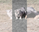 Small Photo #7 American Bully Puppy For Sale in MARTELL, NE, USA