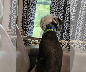 Cheyenne - Male Mutt Dog for Adoption - Photo #3