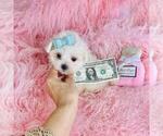 Small #1 Maltese