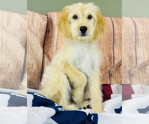 Goldendoodle Puppy for sale in CINCINNATI, OH, USA