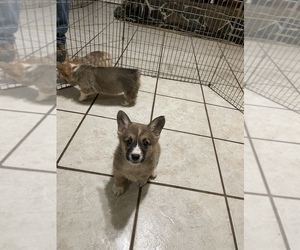 Pembroke Welsh Corgi Puppy for sale in POLK CITY, FL, USA