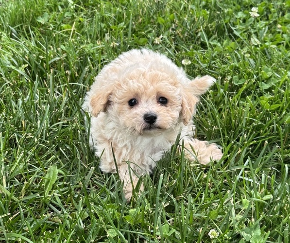 Medium Photo #4 Bichpoo Puppy For Sale in CANOGA, NY, USA