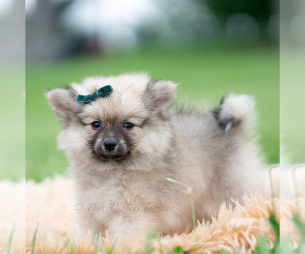 Medium Photo #40 Pomeranian Puppy For Sale in WARSAW, IN, USA