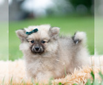 Small Photo #40 Pomeranian Puppy For Sale in WARSAW, IN, USA