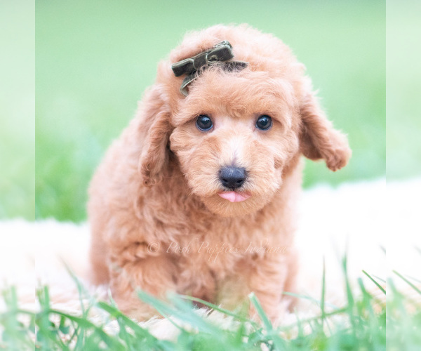 Medium Photo #41 Goldendoodle (Miniature) Puppy For Sale in WARSAW, IN, USA