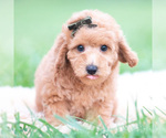 Small Photo #41 Goldendoodle (Miniature) Puppy For Sale in WARSAW, IN, USA