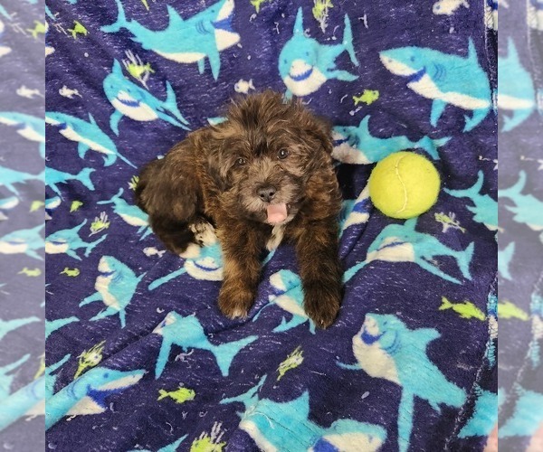 Medium Photo #1 Shorkie Tzu-Zuchon Mix Puppy For Sale in COWARD, SC, USA