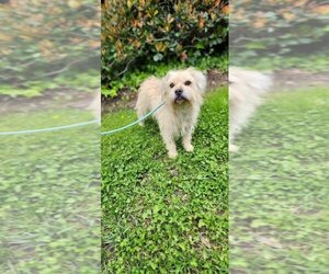 Cairn Terrier-Unknown Mix Dogs for adoption in Newport Beach, CA, USA