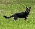 Small Photo #10 German Shepherd Dog Puppy For Sale in SPEARSVILLE, LA, USA