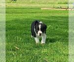 Puppy Benny Border Collie