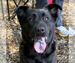 Small #5 Retriever  Mix