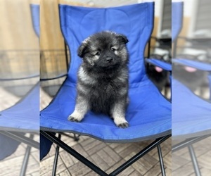 Keeshond Puppy for Sale in PORTLAND, Oregon USA