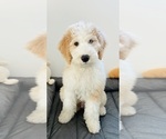 Small #2 Golden Retriever-Sheepadoodle Mix