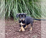 Small #2 Mutt