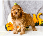 Small Photo #27 Cocker Spaniel Puppy For Sale in WAKARUSA, IN, USA
