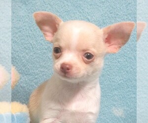Chihuahua Puppy for sale in CABOOL, MO, USA