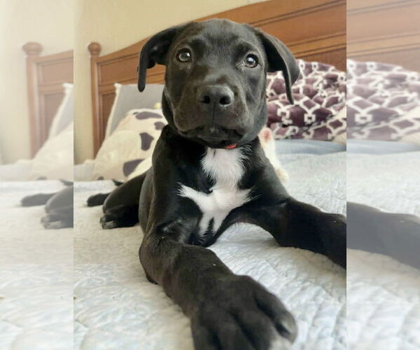 Medium Photo #6 Labrador Retriever-Unknown Mix Puppy For Sale in Jefferson, NJ, USA