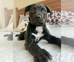 Small #5 Labrador Retriever Mix