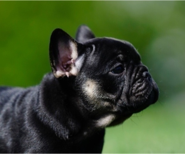 Medium Photo #3 French Bulldog Puppy For Sale in MOUNT GILEAD, OH, USA