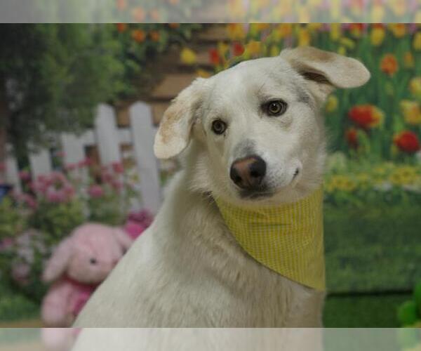 Medium Photo #1 Anatolian Shepherd-Unknown Mix Puppy For Sale in Placerville, CA, USA