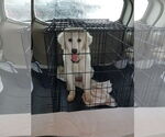Small #11 Great Pyrenees Mix