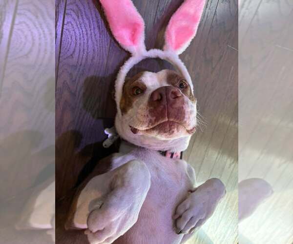 Medium Photo #2 American Staffordshire Terrier-Unknown Mix Puppy For Sale in Holly Springs, NC, USA